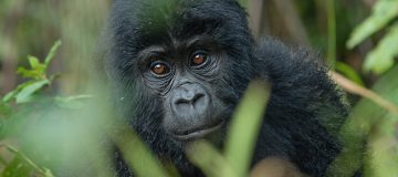 8 Days of Virunga Gorilla Extravaganza