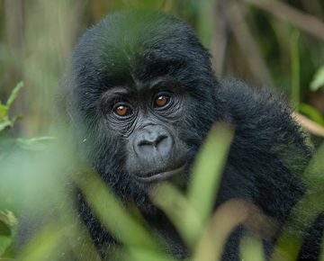 8 Days of Virunga Gorilla Extravaganza (Mondays only)