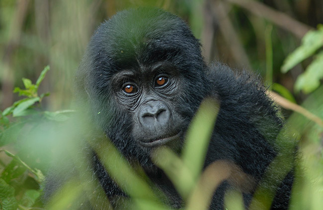 8 Days of Virunga Gorilla Extravaganza