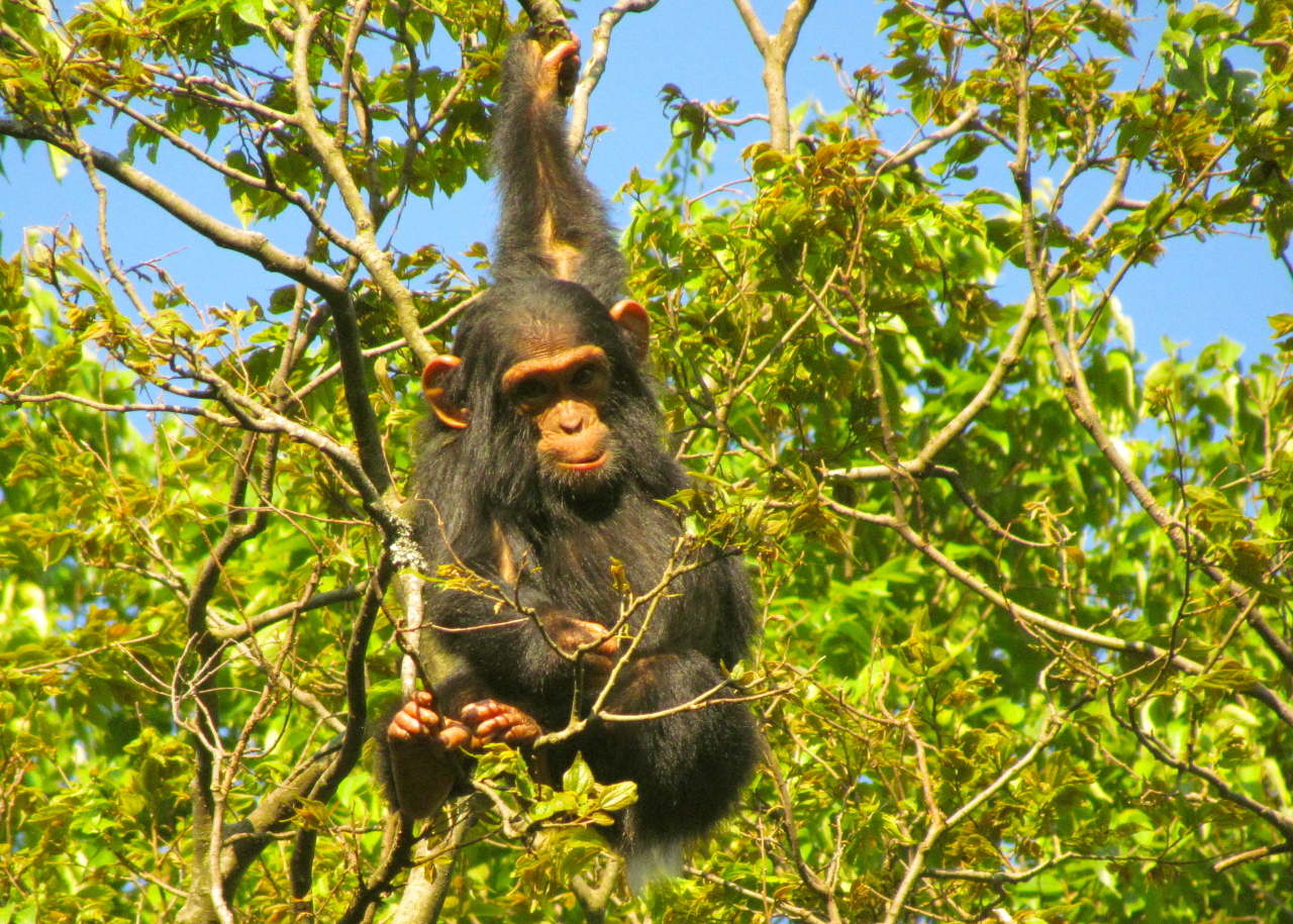 8 Days Best of Virunga