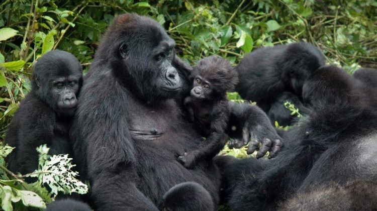 8 Days of Virunga Gorilla Extravaganza (Mondays only)