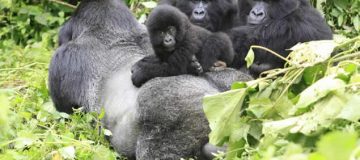 5 Days Virunga Great Ape Package