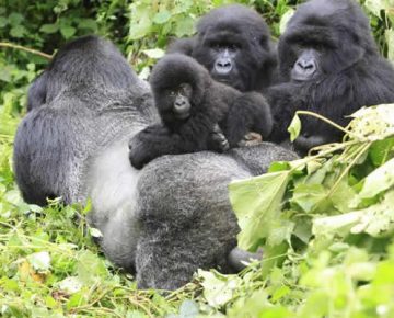 5 Days Virunga Great Ape Package