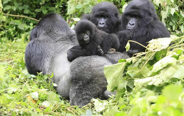 5 Days Virunga Great Ape Package