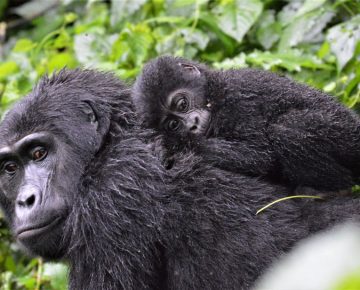 6 days Virunga Classic