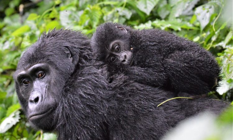 6 days Virunga Classic