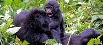 8 Days Best of Virunga