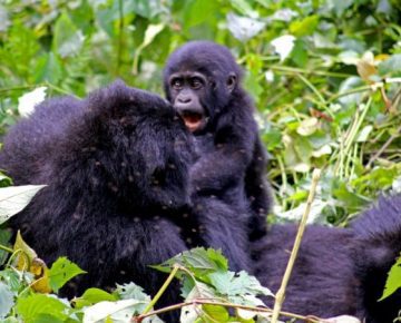 8 Days Best of Virunga