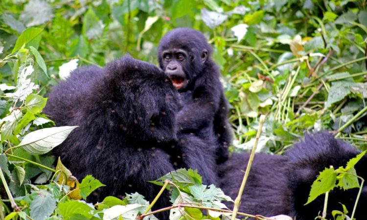 8 Days Best of Virunga