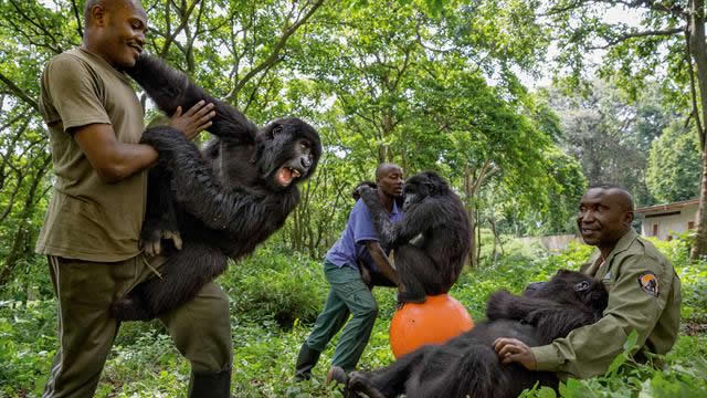 5 Days Virunga Great Ape Package