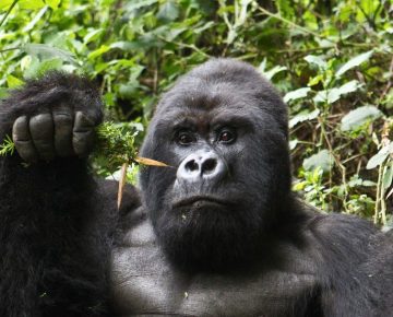 6 Days Virunga & Kahuzi Biega Safari