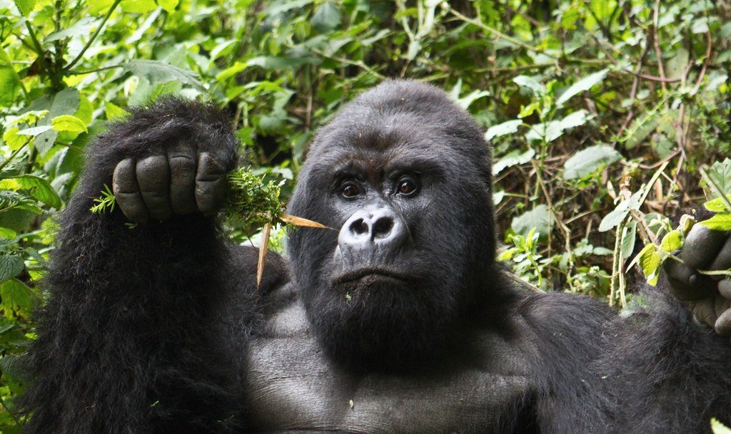 How long does gorilla trekking take in Bwindi, Volcanoes and Virunga National Parks?