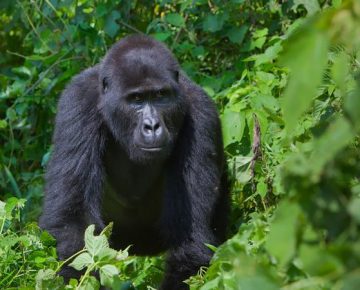 6 Days Virunga Primates & Mount Nyiragongo Safari