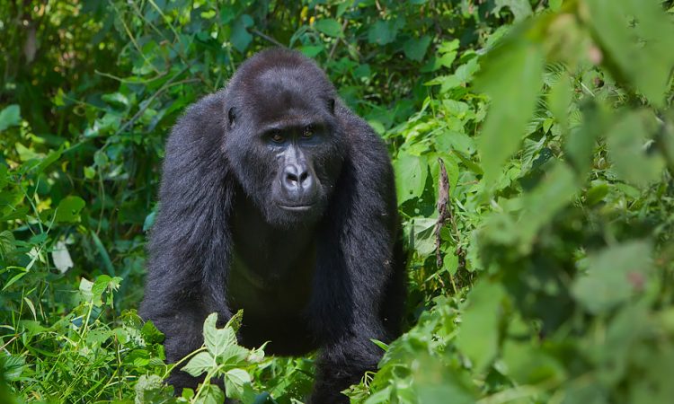6 Days Virunga Primates & Mount Nyiragongo Safari