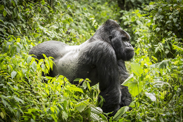 5 Days Mount Nyiragongo & Bwindi Gorilla Trekking Safari