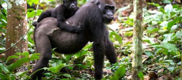 Eastern Lowland Gorilla Trekking Safari in Kahuzi Biega National Park