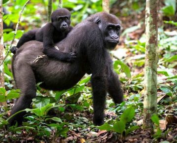 5 Days Nyiragongo Hike & Kahuzi Biega Lowland Gorilla trekking