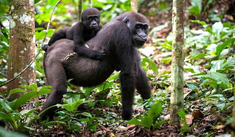 Lowland Gorilla Habituation in Kahuzi Biega National Park