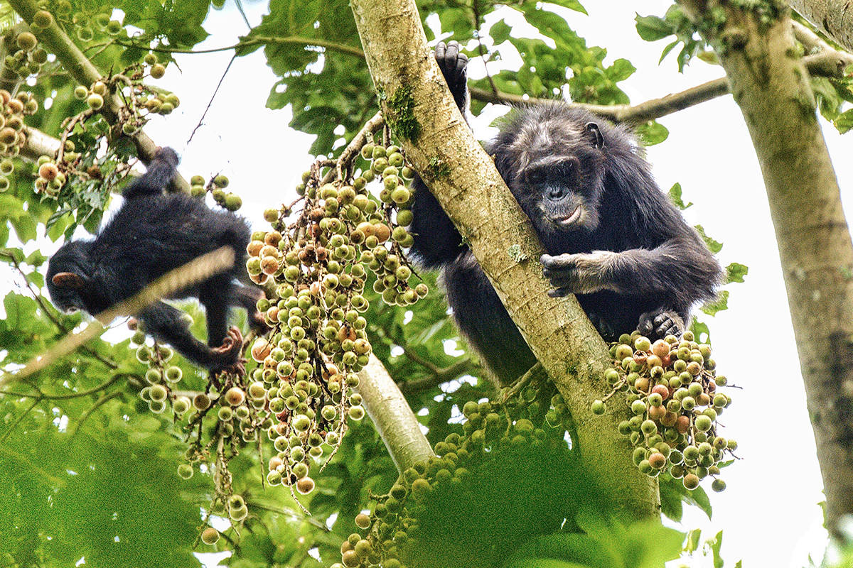 4 Days Volcanoes and Nyungwe safari