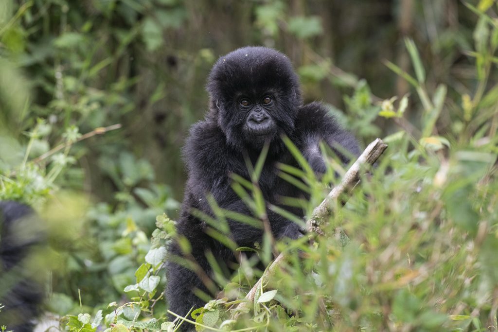 Rwanda scoops Best In Travel award from conservation