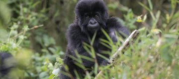 Rwanda scoops Best In Travel award from conservation