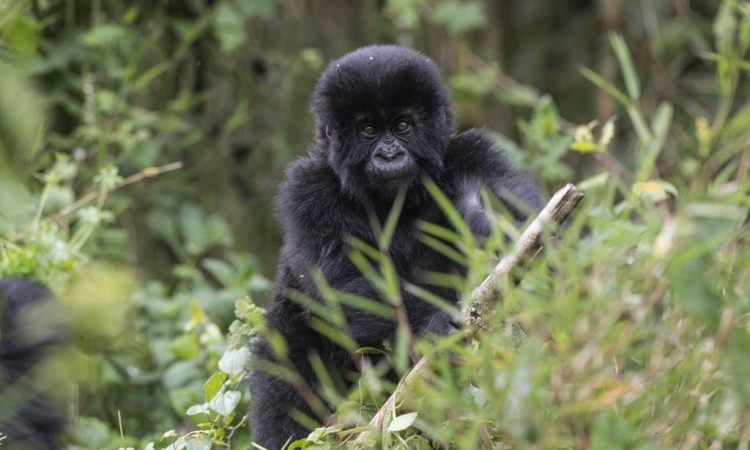 Rwanda scoops Best In Travel award from conservation