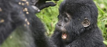 Primate Safaris in Uganda 2021