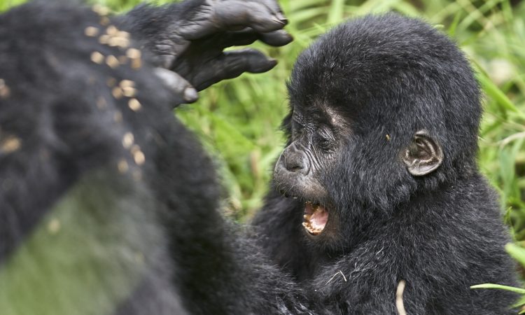 Primate Safaris in Uganda 2021