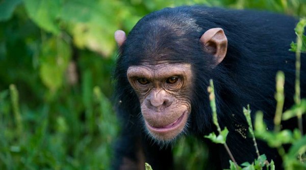 Primate Safaris in Uganda 2021