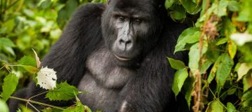 Primate Safaris in Virunga National Park