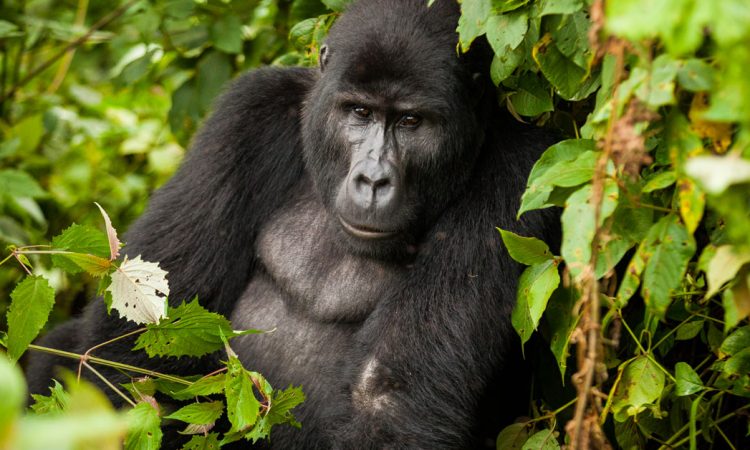 Primate Safaris in Virunga National Park