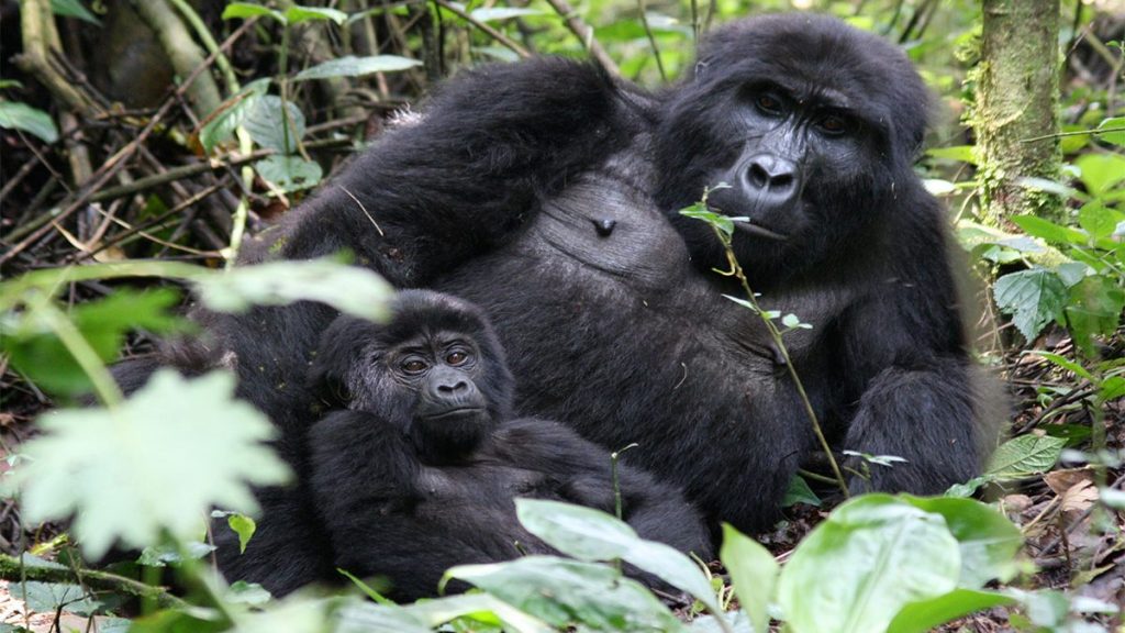 Uganda Gorilla Permit Price for 2021-2022