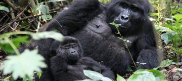 Uganda Gorilla Permit Price for 2021-2022