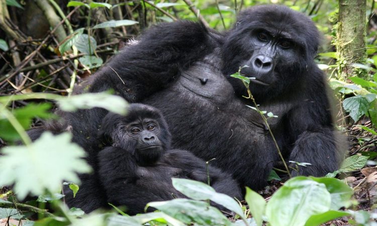 Uganda Gorilla Permit Price for 2021-2022