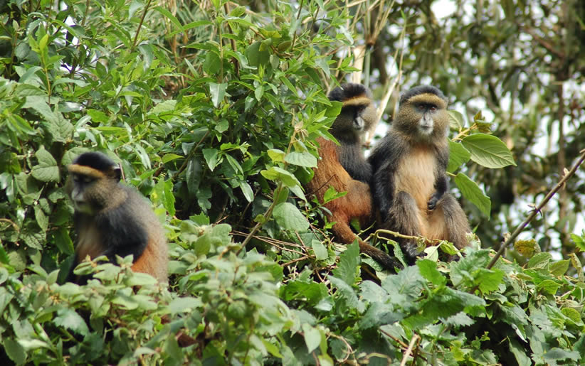 Primate Safaris in Virunga National Park