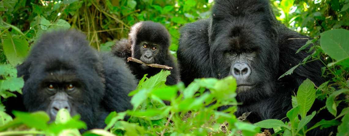 Gorilla Trekking in Rwanda