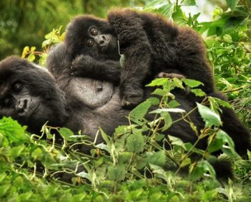 11 days Kahuzi Biega Virunga & Akagera safari