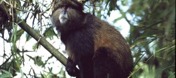 Primate Safaris in Rwanda 2021