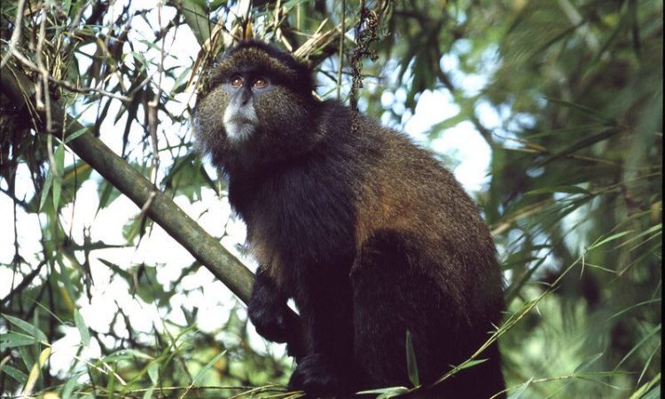 Primate Safaris in Rwanda 2021