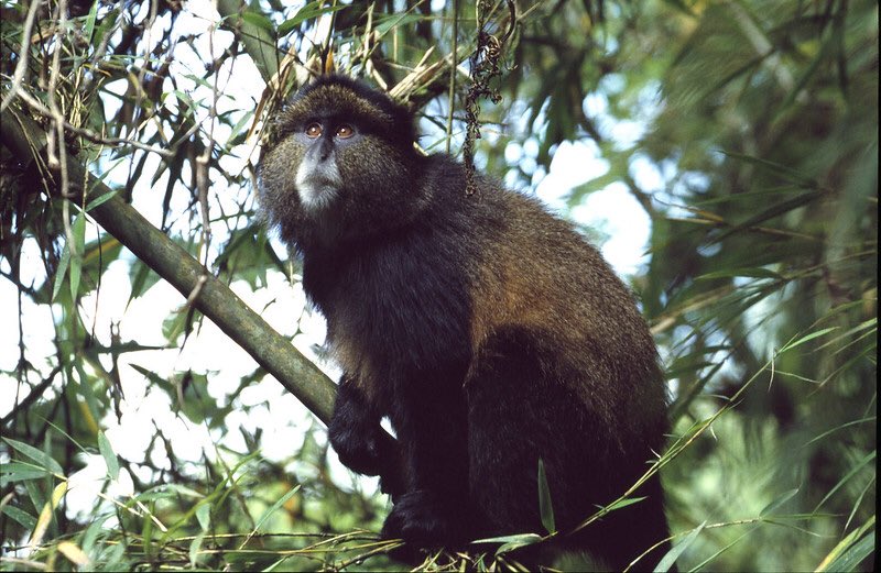 Primate Safaris in Rwanda 2021