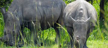 3 Days Murchison Falls Wildlife Safari