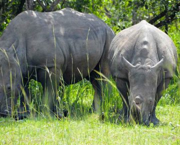 3 Days Murchison Falls Wildlife Safari