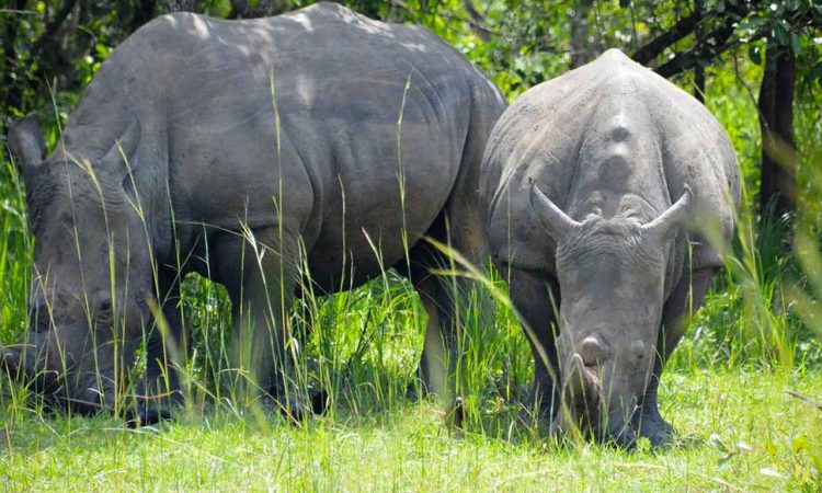 3 Days Murchison Falls Wildlife Safari