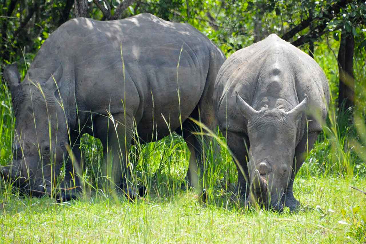 3 Days Murchison Falls Wildlife Safari