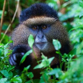 6 days Rwanda primate safari