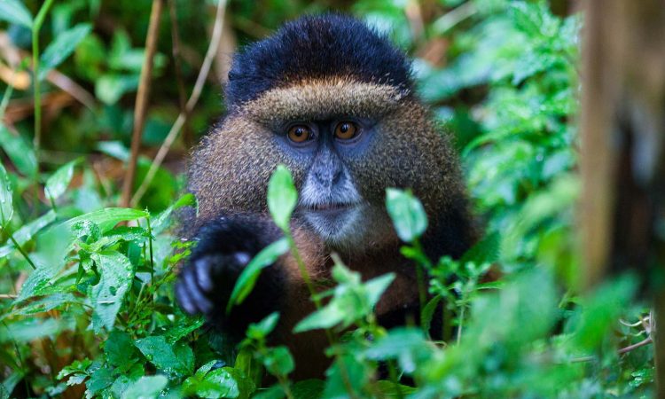 6 days Rwanda primate safari