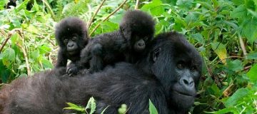 3 Days Uganda Gorilla Trekking during COVID-19