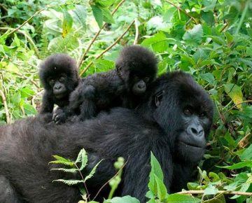 3 Days Uganda Gorilla Trekking during COVID-19