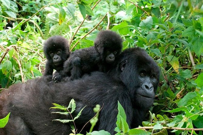 3 Days Uganda Gorilla Trekking during COVID-19