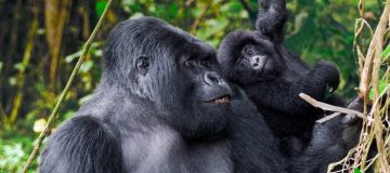 The Mountain Gorilla Project In Rwanda